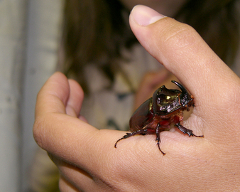 Rhino beetle